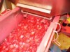 Alimentateur pour fruits lyophyliss